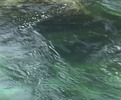 Thumbnail KlearRiver Salmon.mov Thumbnail KlearRiver Salmon.mov